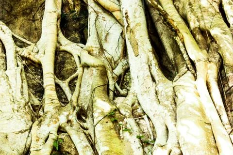 Bark of tree and roots in forest texture background Stock Photos