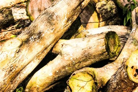 Bark of tree and roots in forest texture background Stock Photos