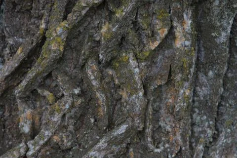 Bark of a tree in autumn. Texture Stock Photos