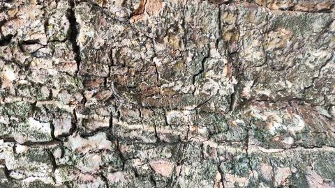 The bark of a tree for background has a rough texture with brown and white .. Stock Photos