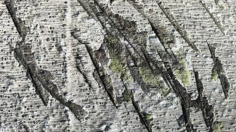 The bark of a tree for background has a rough texture with brown and white .. Stock Photos