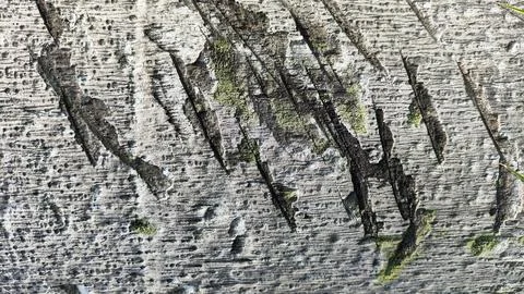 The bark of a tree for background has a rough texture with brown and white .. Stock Photos