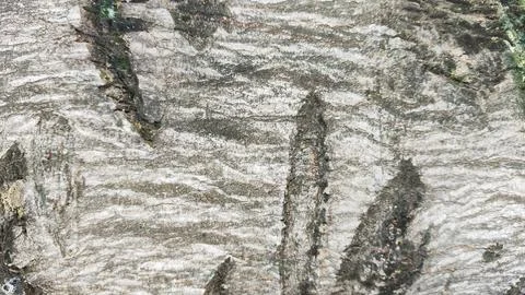 The bark of a tree for background has a rough texture with brown and white .. Stock Photos