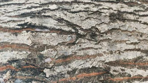 The bark of a tree for background has a rough texture with brown and white .. Stock Photos