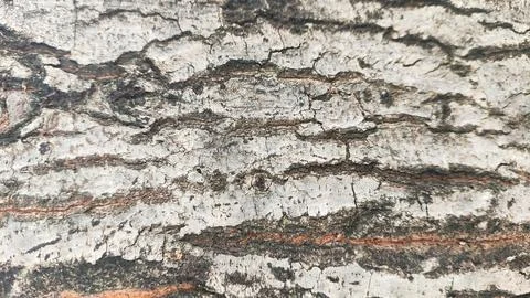 The bark of a tree for background has a rough texture with brown and white .. Stock Photos