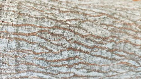 The bark of a tree for background has a rough texture with brown and white .. Stock Photos