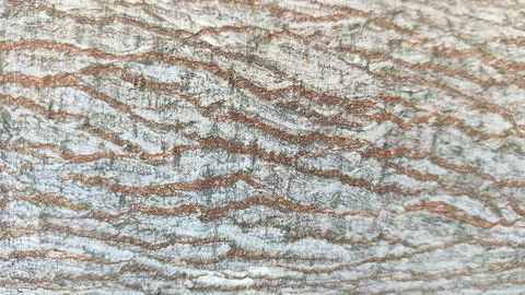 The bark of a tree for background has a rough texture with brown and white .. Stock Photos