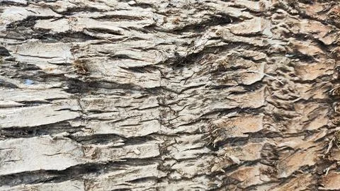 The bark of a tree for background has a rough texture with brown and white .. Stock Photos