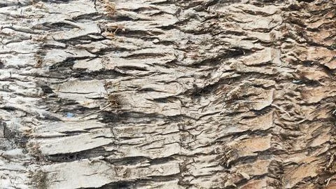 The bark of a tree for background has a rough texture with brown and white .. Stock Photos