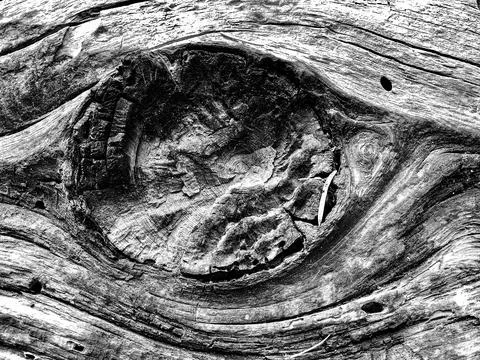 The bark of the tree. Background pattern. Texture. Stock Photos