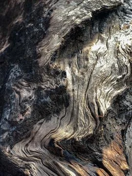 The bark of the tree. Background pattern. Texture. Stock Photos