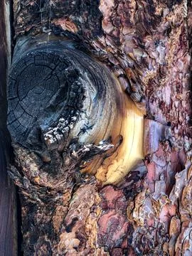The bark of the tree. Background pattern. Texture. Stock Photos