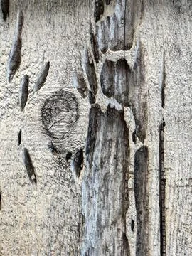 The bark of the tree. Background pattern. Texture. Stock Photos