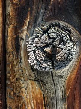 The bark of the tree. Background pattern. Texture. Stock Photos