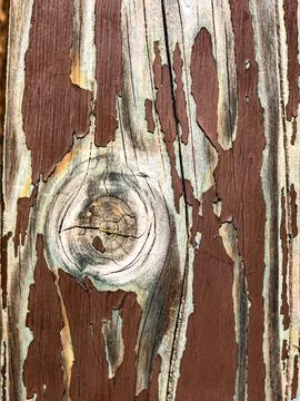 The bark of the tree. Background pattern. Texture. Stock Photos