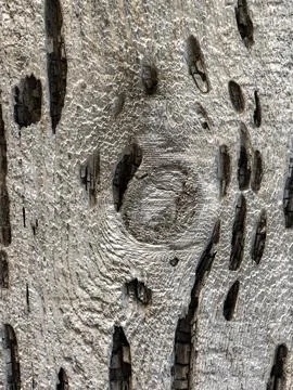 The bark of the tree. Background pattern. Texture. Stock Photos