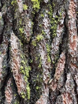 The bark of the tree. Background pattern. Texture. Stock Photos