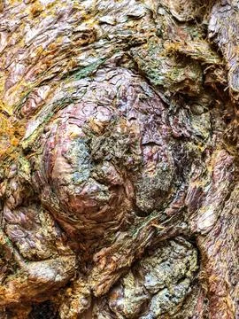 The bark of the tree. Background pattern. Texture. Stock Photos