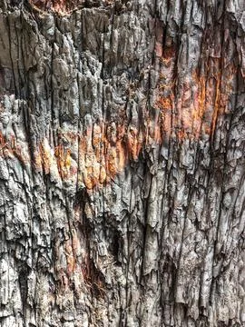 The bark of the tree. Background pattern. Texture. Stock Photos