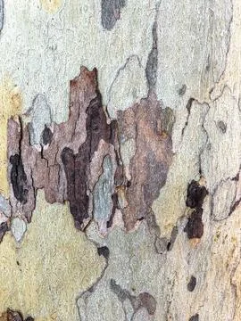 The bark of the tree. Background pattern. Texture. Stock Photos