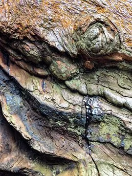 The bark of the tree. Background pattern. Texture. Stock Photos