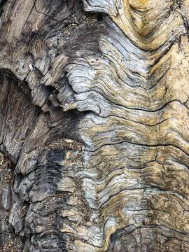 The bark of the tree. Background pattern. Texture. Stock Photos