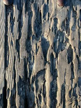 The bark of the tree. Background pattern. Texture. Stock Photos