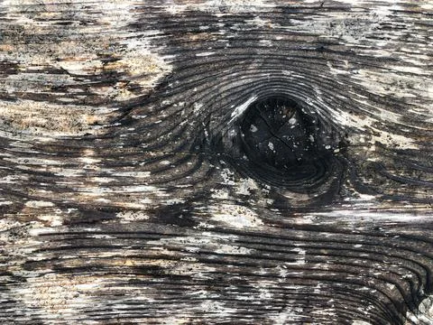 The bark of the tree. Background pattern. Texture. Stock Photos