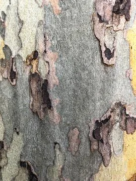 The bark of the tree. Background pattern. Texture. Stock Photos
