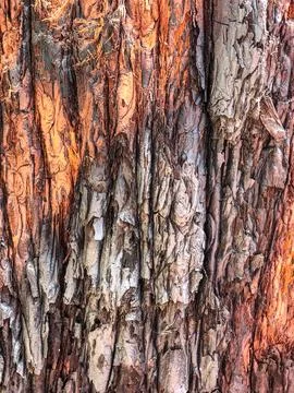 The bark of the tree. Background pattern. Texture. Stock Photos