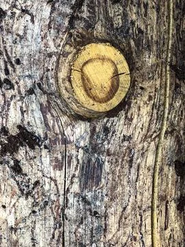 The bark of the tree. Background pattern. Texture. Stock Photos