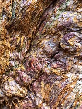 The bark of the tree. Background pattern. Texture. Stock Photos