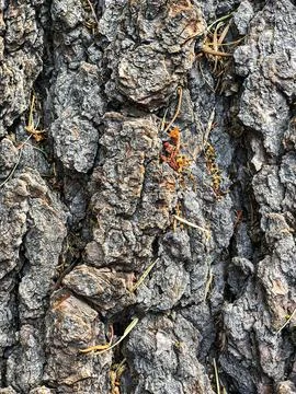 The bark of the tree. Background pattern. Texture. Stock Photos