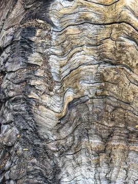 The bark of the tree. Background pattern. Texture. Stock Photos