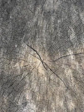 The bark of the tree. Background pattern. Texture. Stock Photos