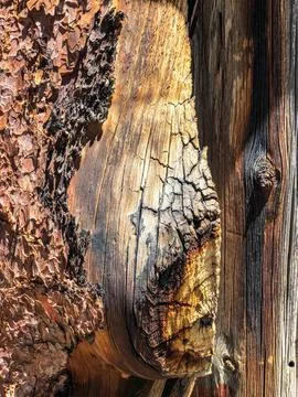 The bark of the tree. Background pattern. Texture. Stock Photos