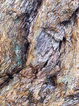 The bark of the tree. Background pattern. Texture. Stock Photos