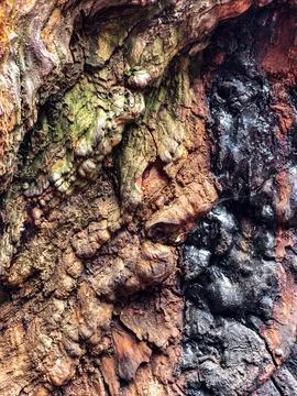 The bark of the tree. Background pattern. Texture. Stock Photos