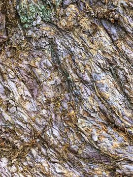 The bark of the tree. Background pattern. Texture. Stock Photos
