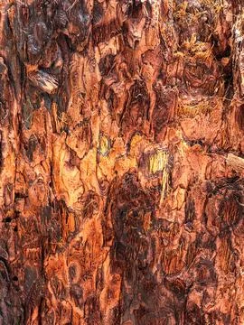 The bark of the tree. Background pattern. Texture. Stock Photos