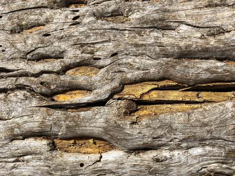 The bark of the tree. Background pattern. Texture. Stock Photos