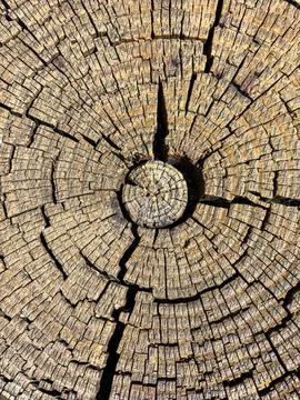 The bark of the tree. Background pattern. Texture. Stock Photos