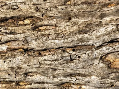 The bark of the tree. Background pattern. Texture. Stock Photos