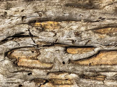 The bark of the tree. Background pattern. Texture. Stock Photos