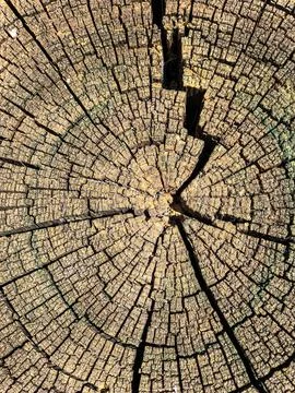 The bark of the tree. Background pattern. Texture. Stock Photos