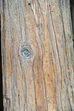 Bark of a tree as background Photos