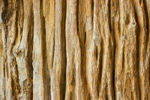 Bark of  tree background Stock Photos