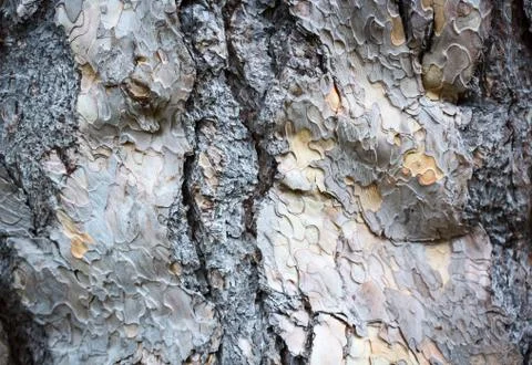 Bark tree background Stock Photos