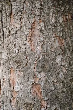 Bark of tree. Background from a tree bark. Texture, background of the old t.. Stock Photos