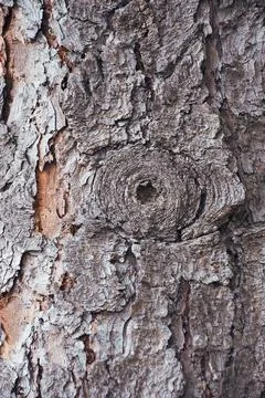 Bark of tree. Background from a tree bark. Texture, background of the old t.. Stock Photos